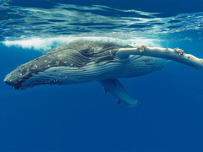 swimming-with-whales-tonga